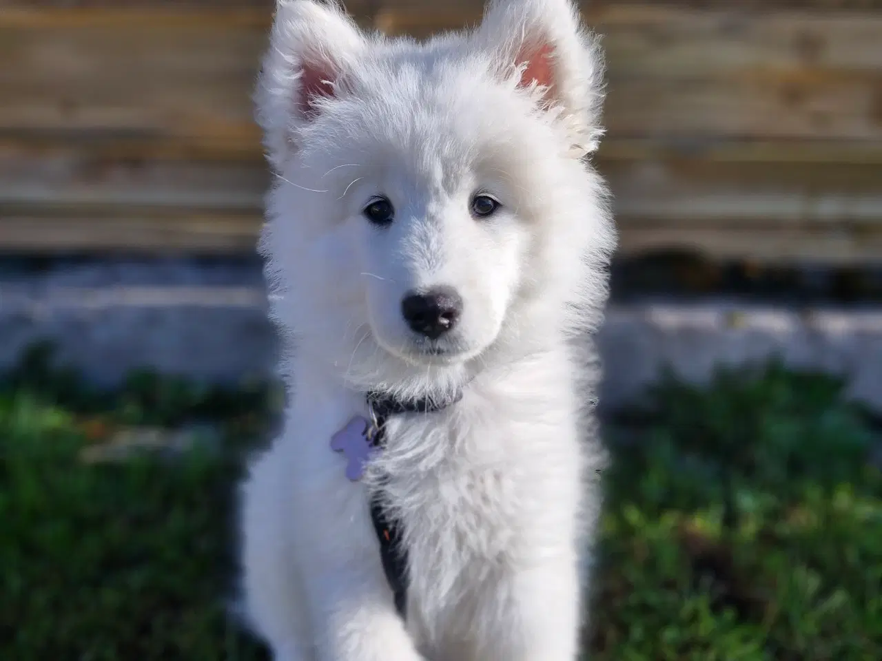 Billede 5 - Samojede søger nyt forever hjem