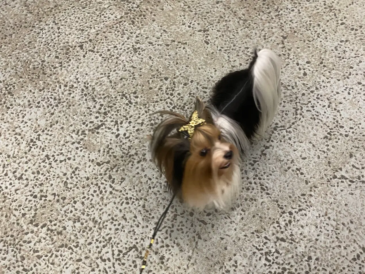 Billede 11 - Biewer til kærligt hjem - gerne pensionister