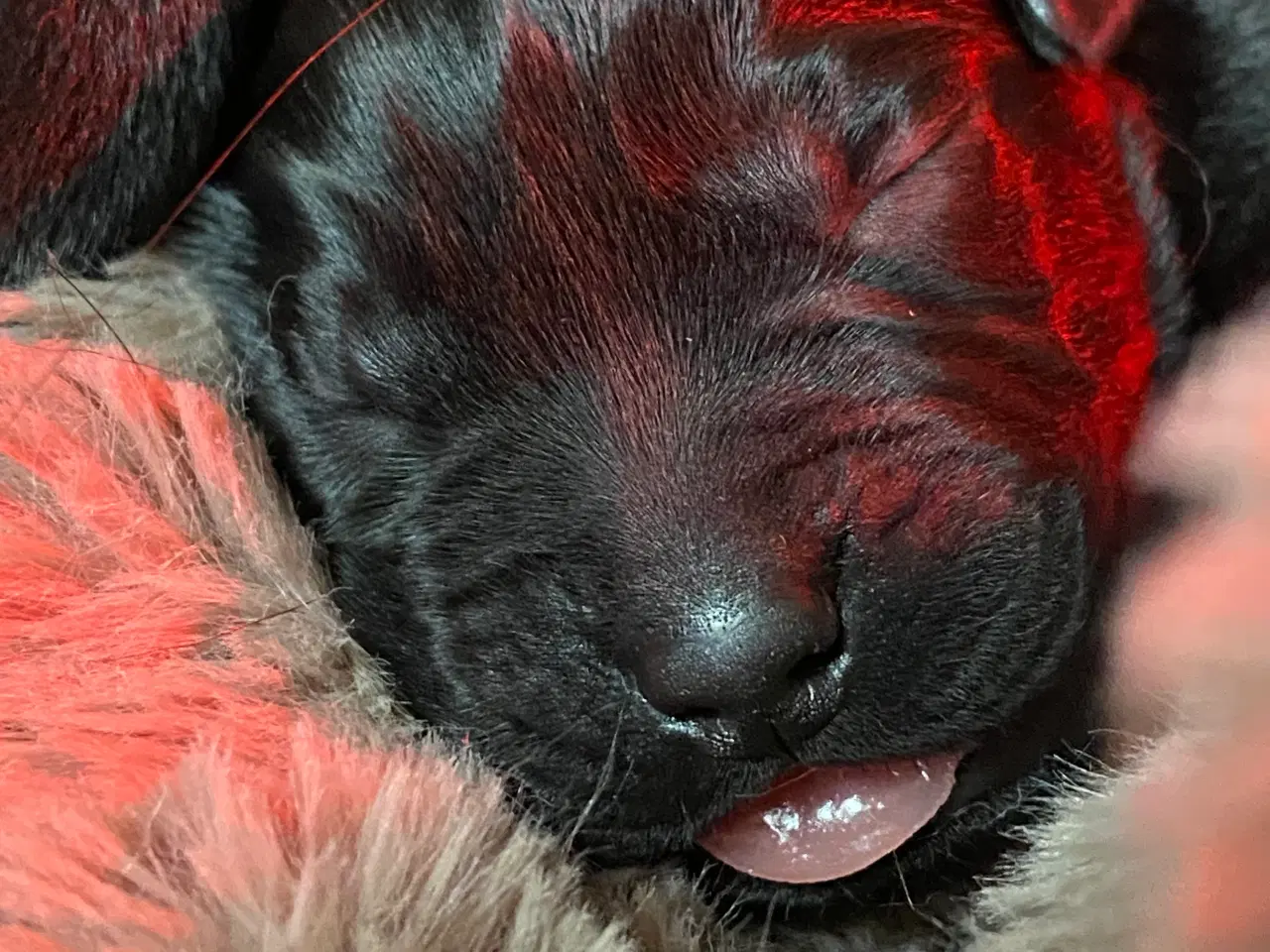 Billede 6 - Lækre Labrador Hvalpe Basser😍 til salg 
