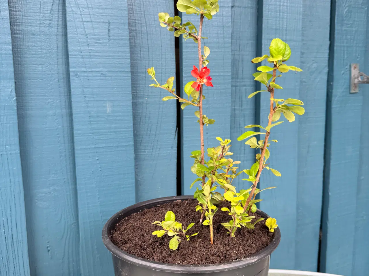 Billede 4 - Japankvæde (Chaenomeles japonica)