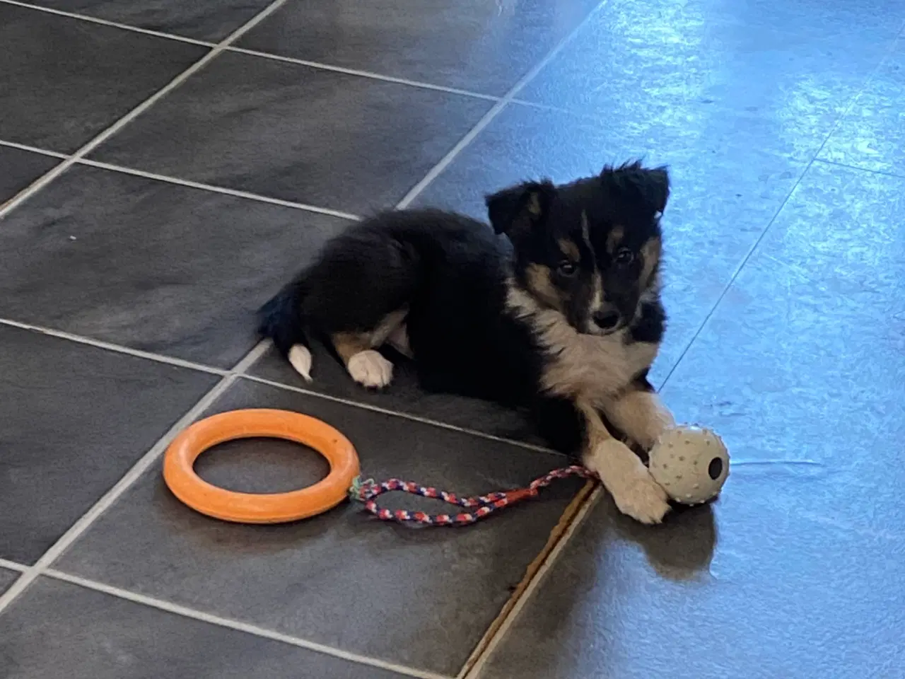 Billede 4 - Border Collie Hvalpe