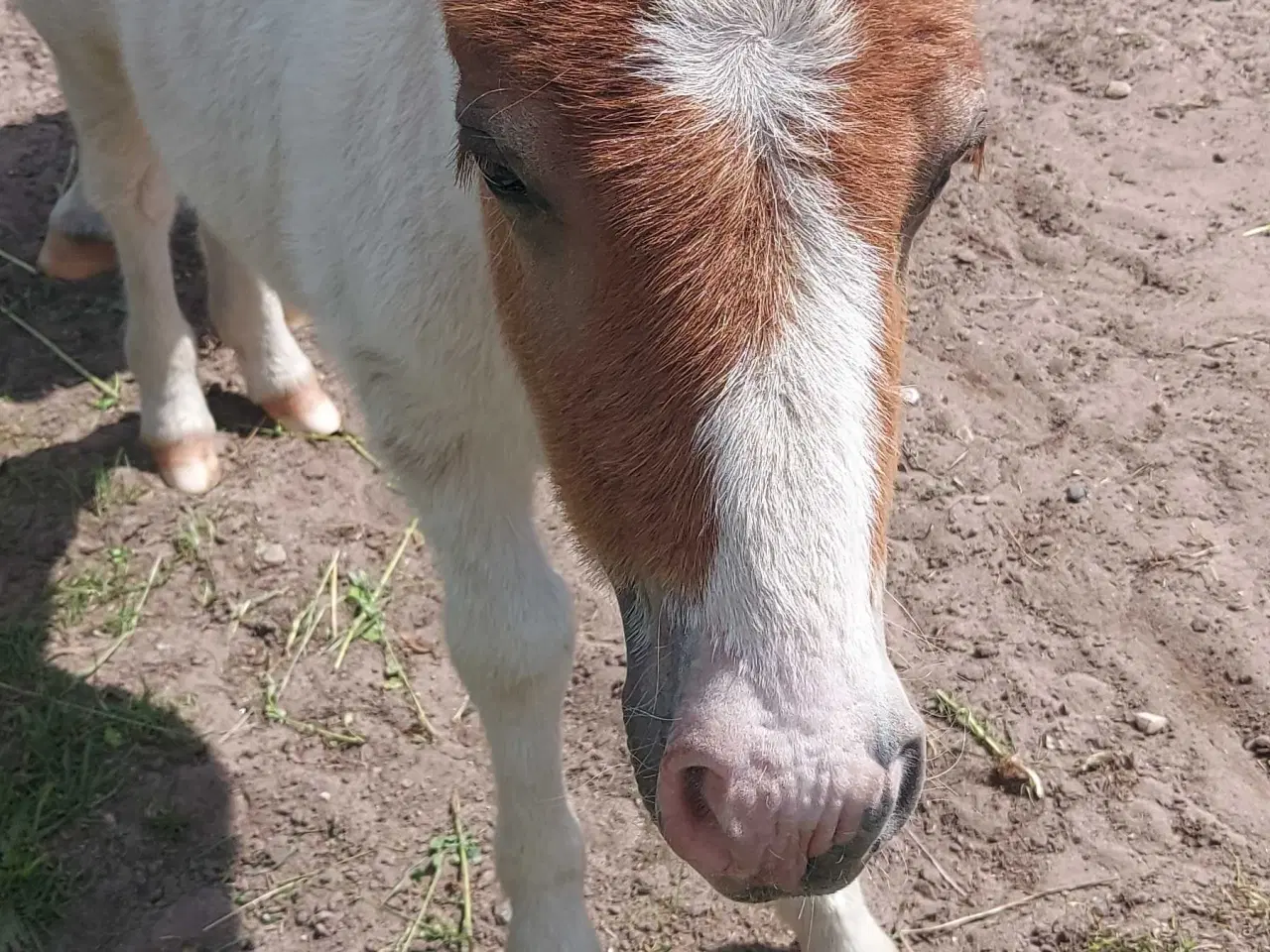 Billede 4 - Hingsteføl shetlænder/ 1/4 irish cob