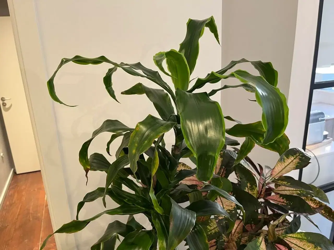 Billede 3 - 2 Planter