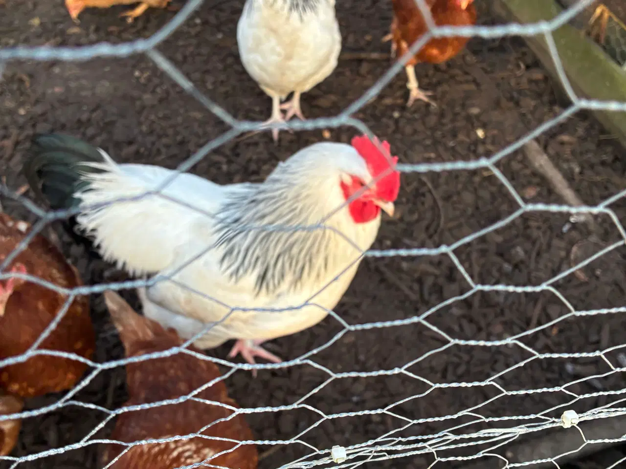 Billede 4 - Lys Sussex