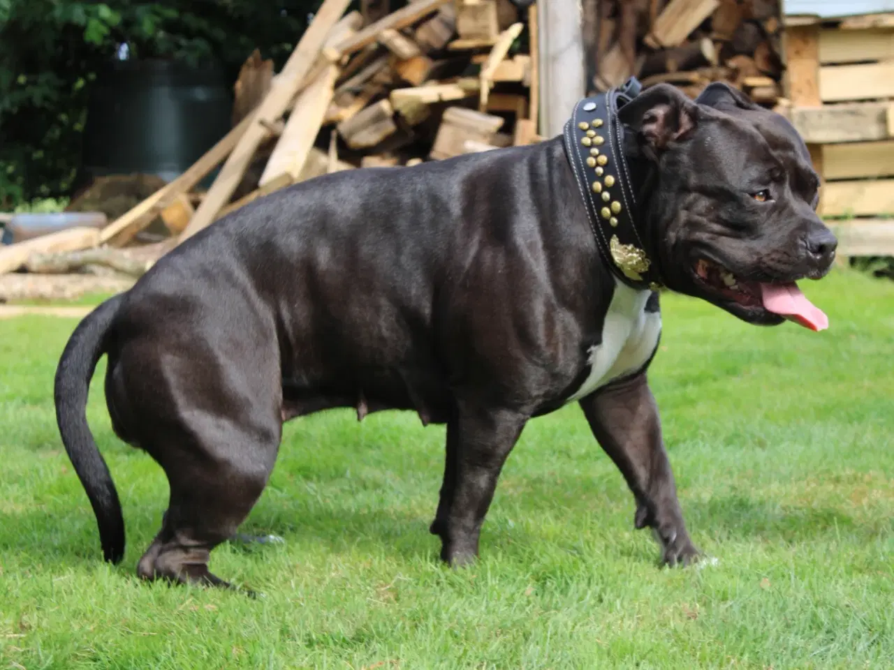 Billede 3 - American Bully XL