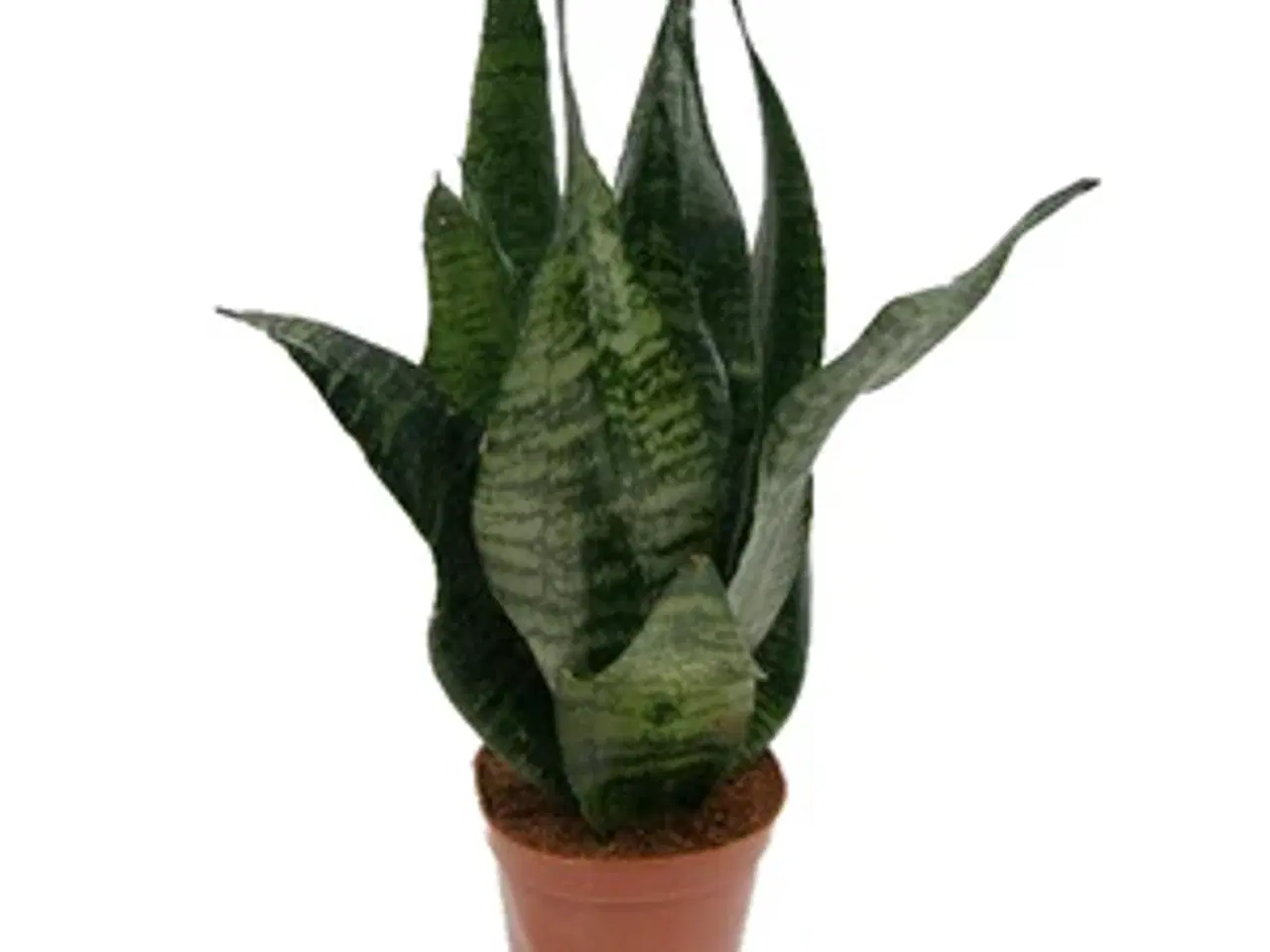 Billede 4 - 4 store planter i krukker 