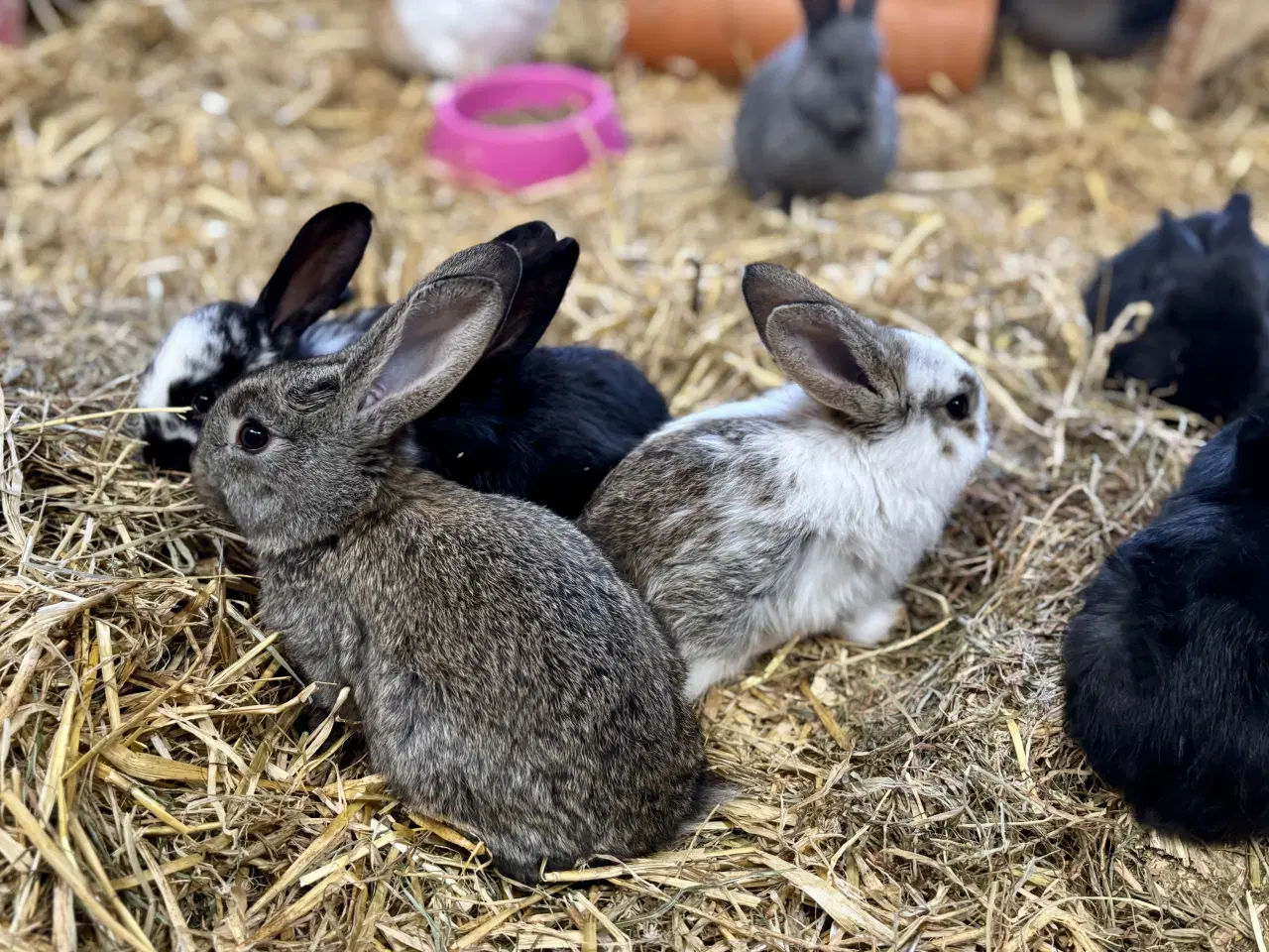 Billede 8 - 11 søde kaninunger af store racer