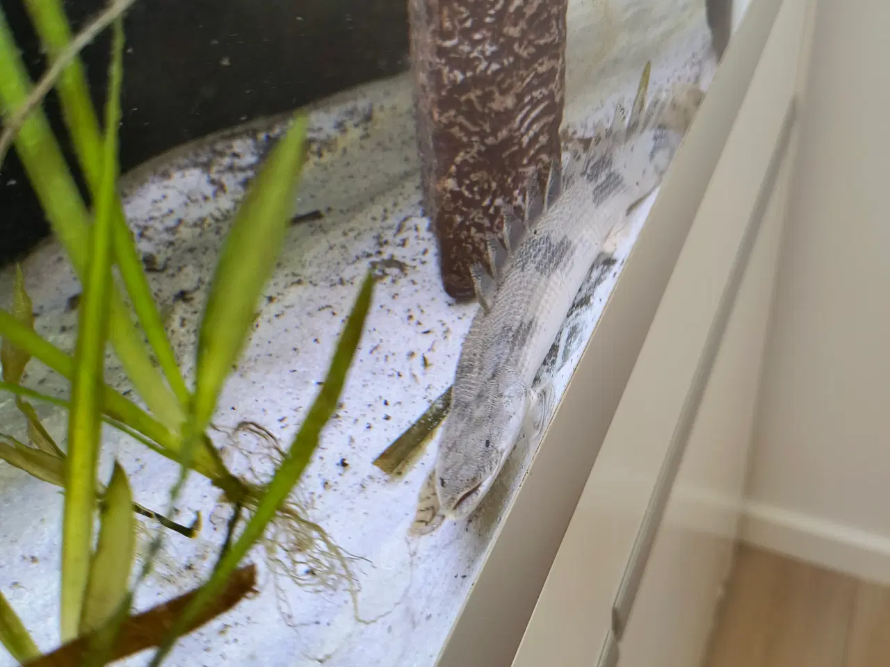 Billede 2 - Bichir fisk
