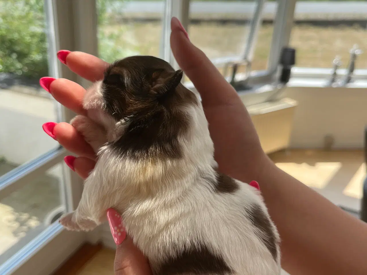 Billede 3 - Rene shih tzu hvalpe til salg 