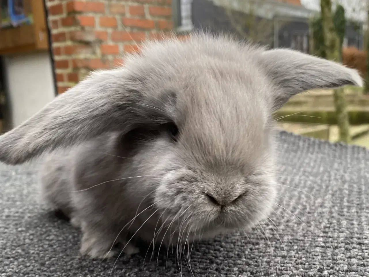 Billede 4 - FRANSK VÆDDER HAN EGERN