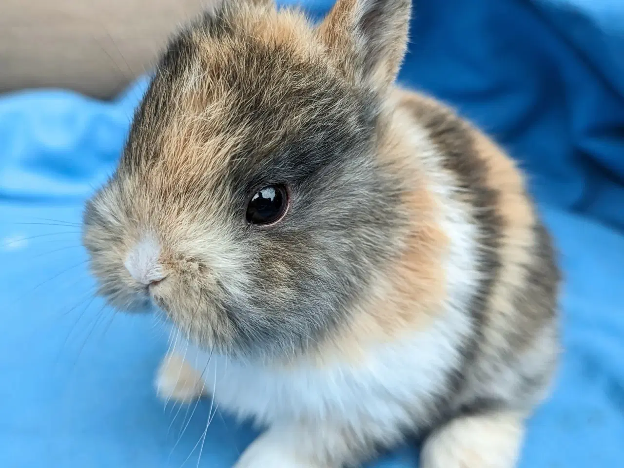 Billede 2 - Hermelin kaninunge sælges 