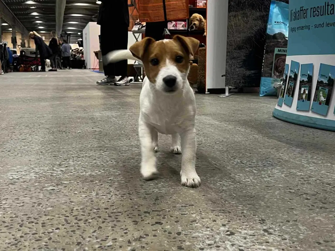 Billede 15 - Jack Russell Terrier Han