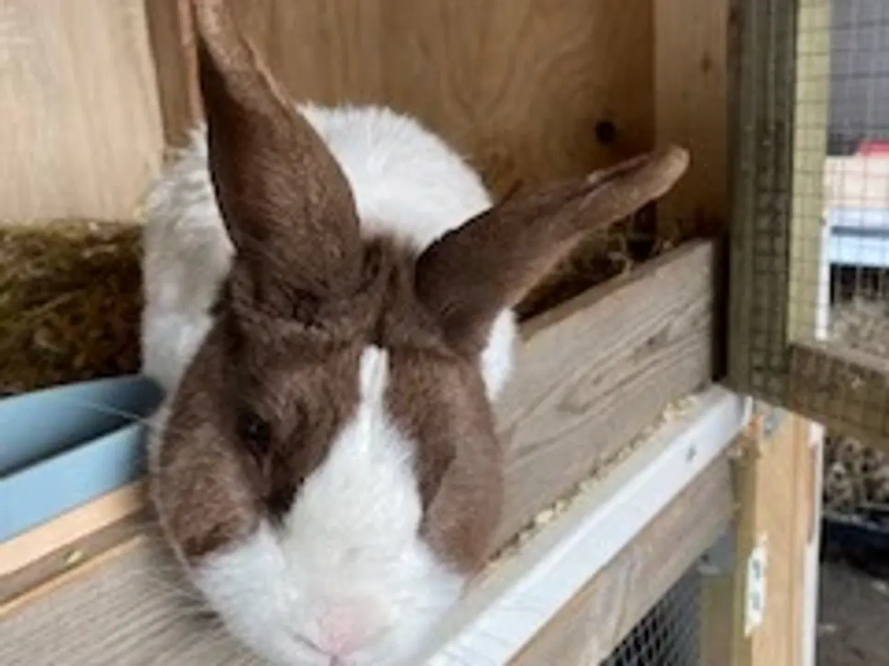 Billede 4 - Hollænder kanin unger 