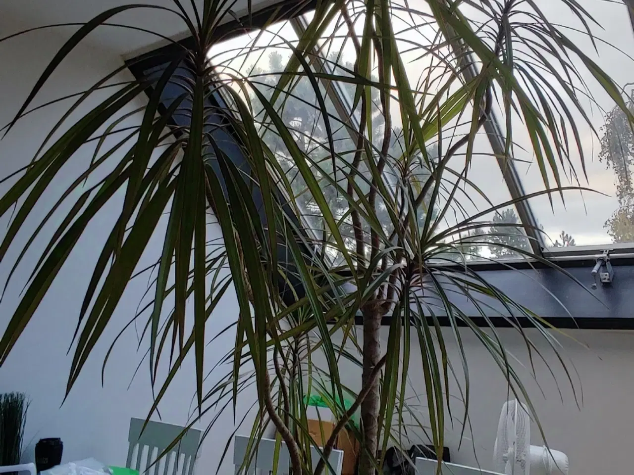 Billede 8 - Dracaena, Stueplante