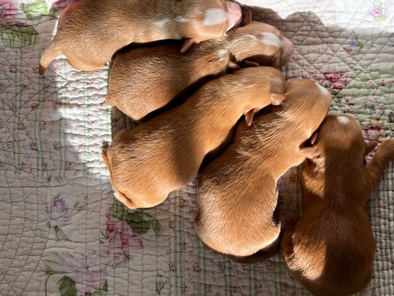 Billede 10 - 🧡Smukke Abrikos & Røde små 🧡