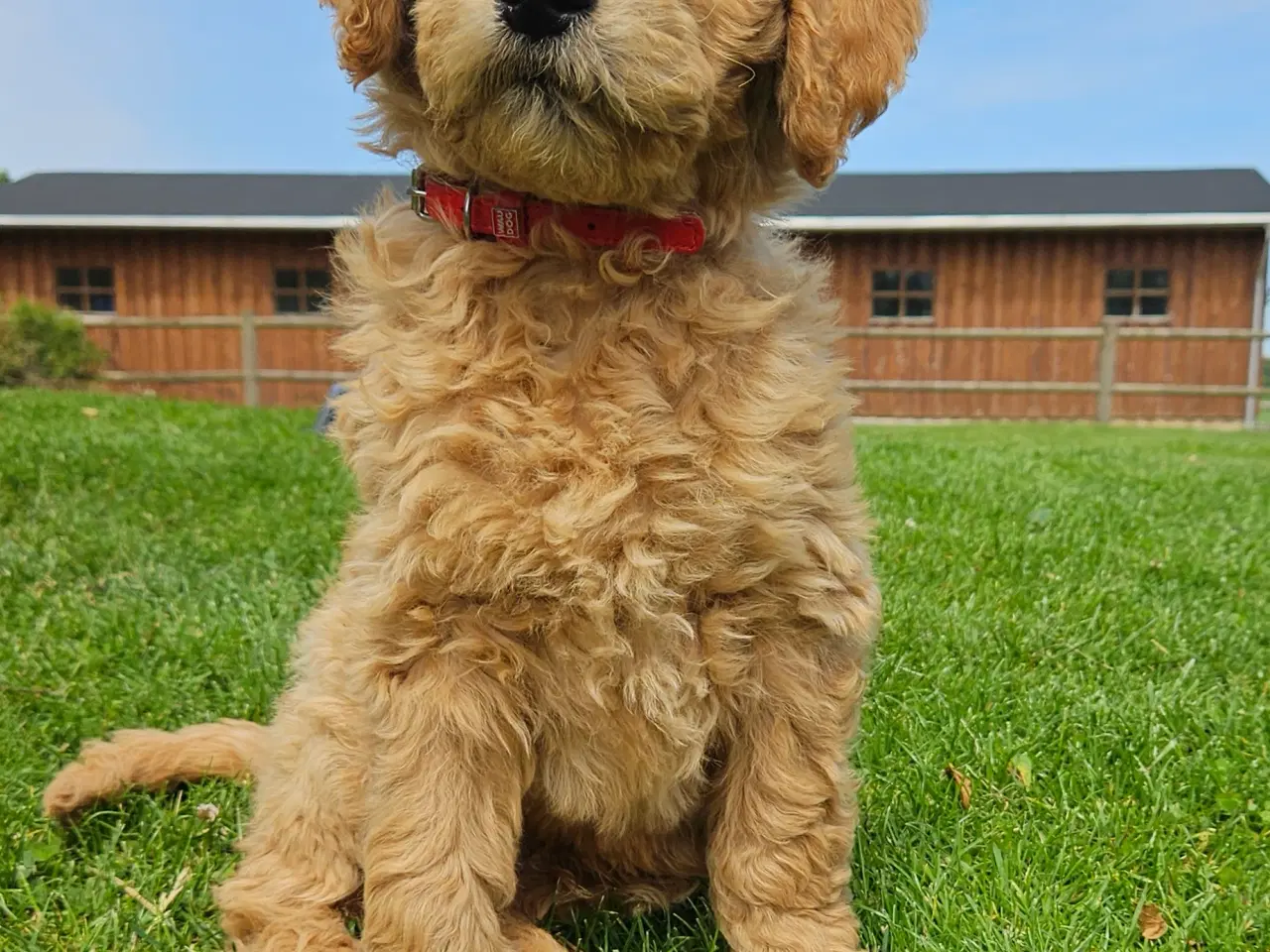 Billede 10 - Goldendoodle hvalpe