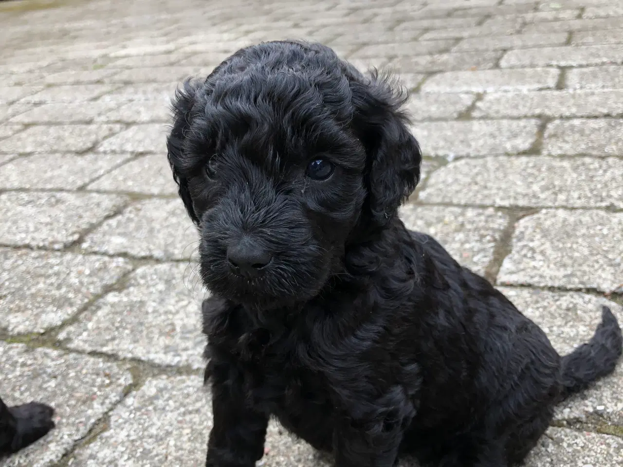 Billede 2 - Doodle hvalpe