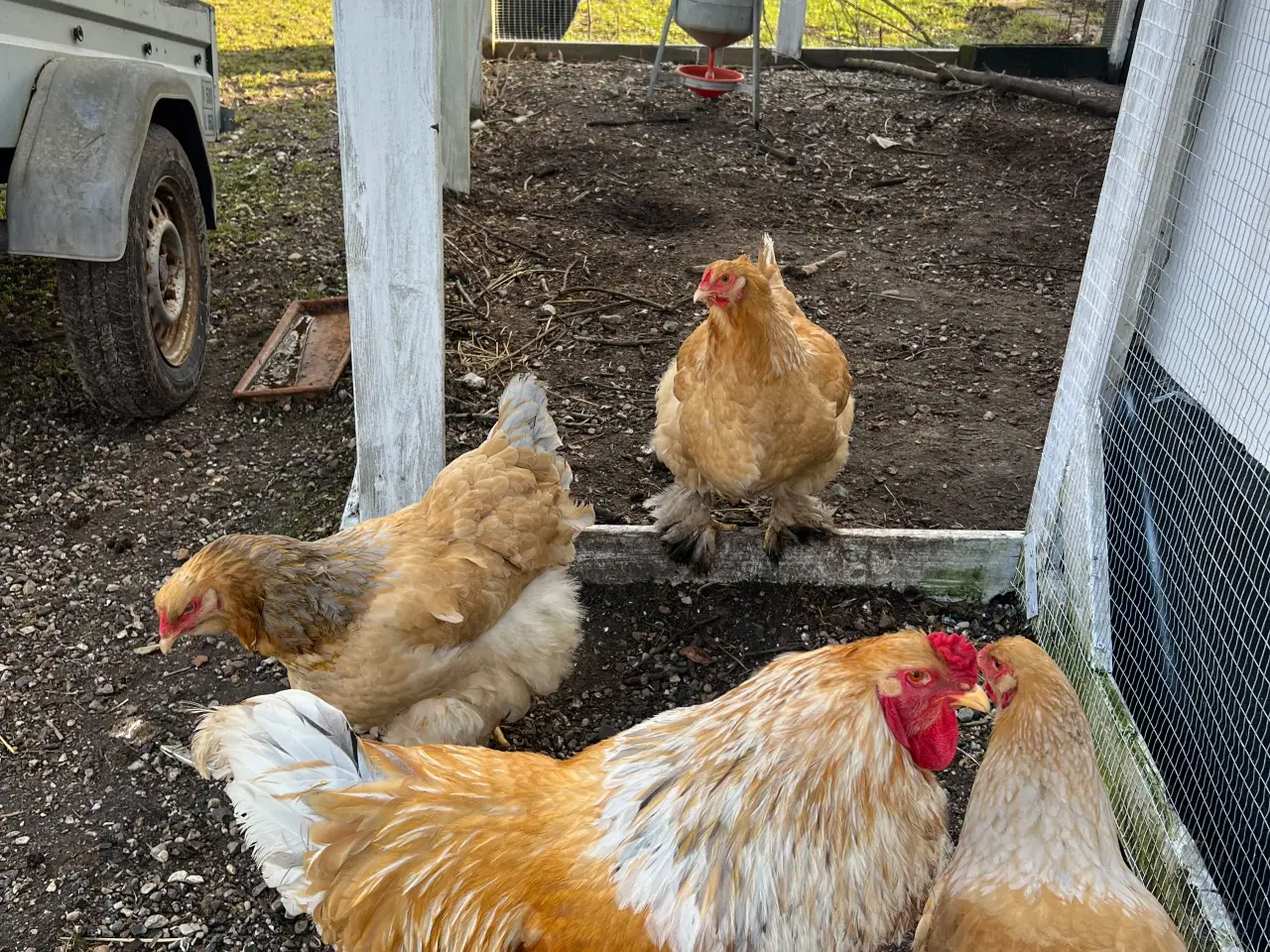 Billede 2 - Brahma høns + hane