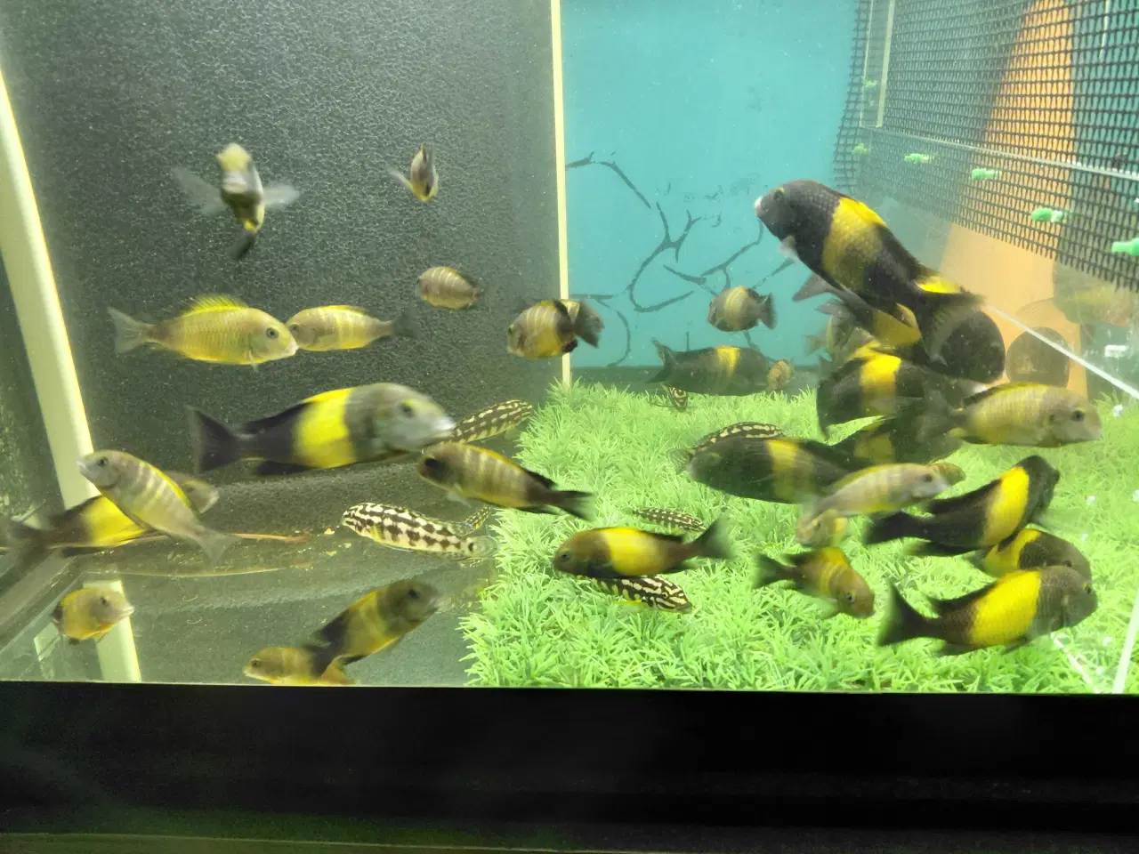 Billede 3 - Cichlider