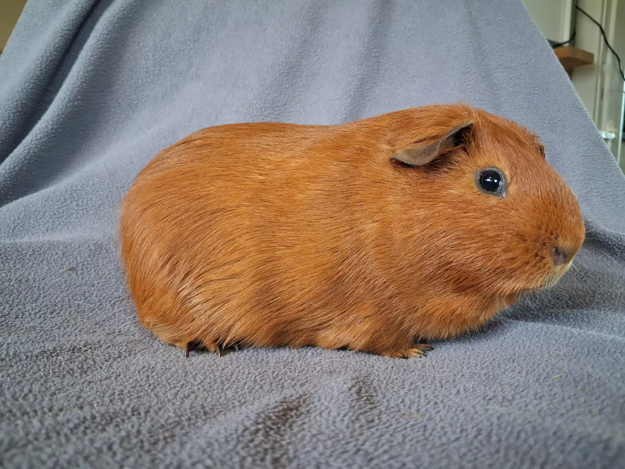 Billede 4 - Marsvin fra registreret opdrætter 