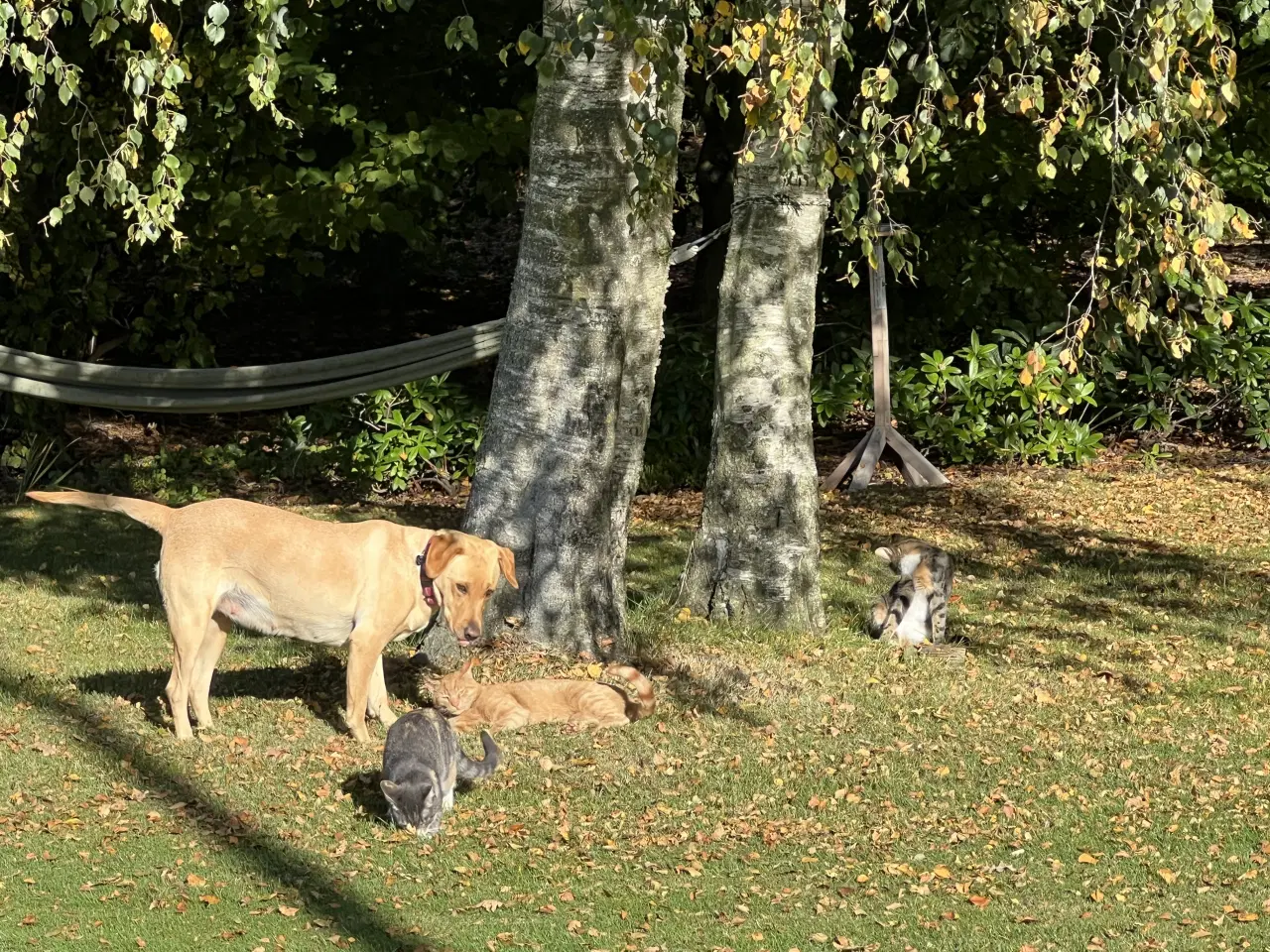 Billede 4 - Racerene sundhedskontrollerede lab hvalpe 