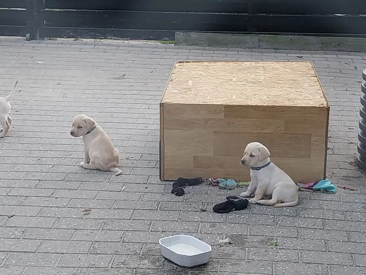 Billede 11 - Gule labrador  hvalpe hanner