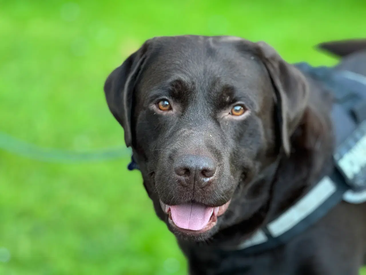 Billede 2 - 3 brune labrador hvalpe