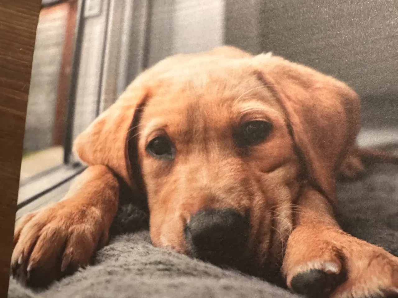 Billede 2 - New english bulldog