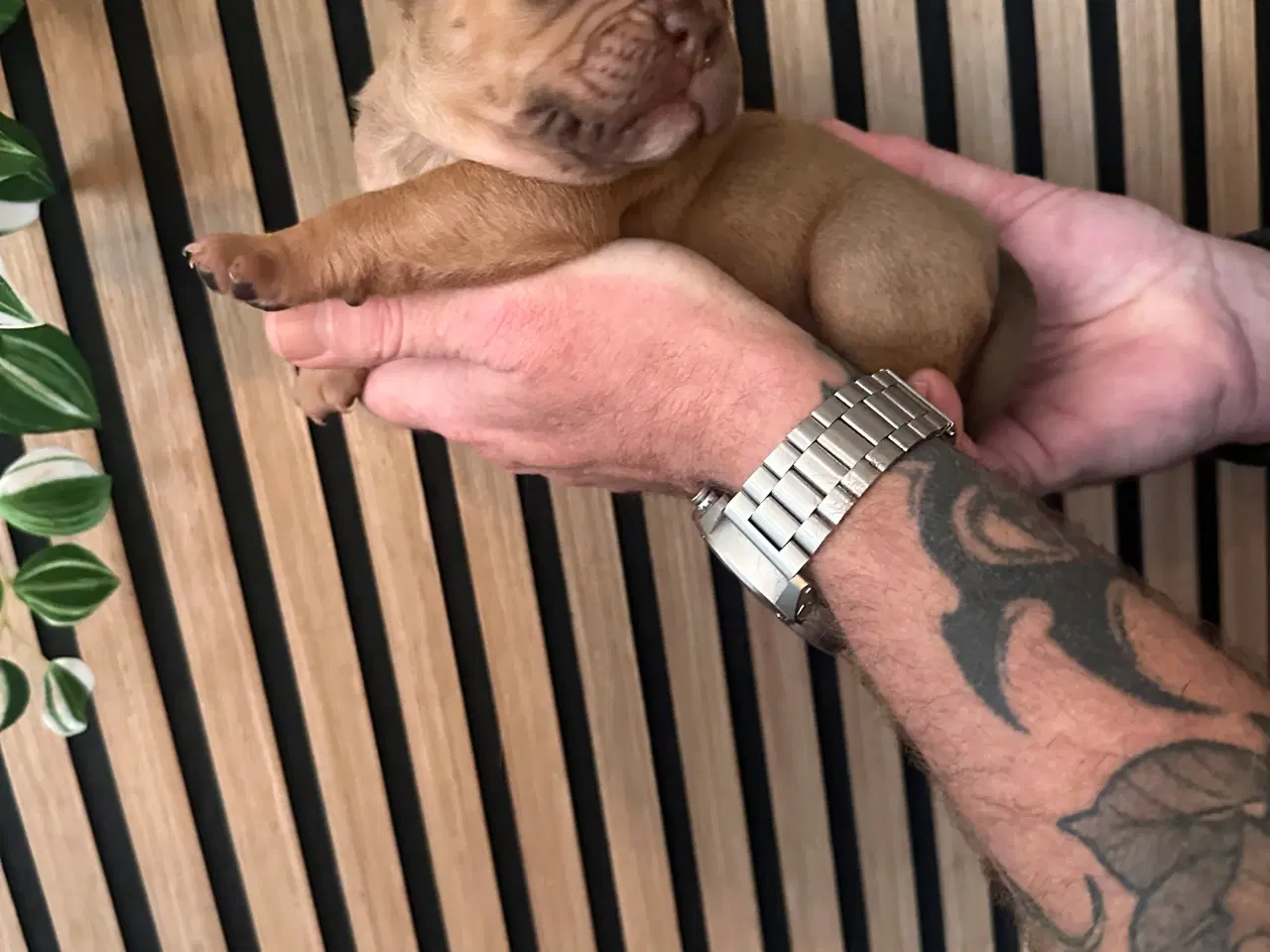 Billede 5 - English bulldog