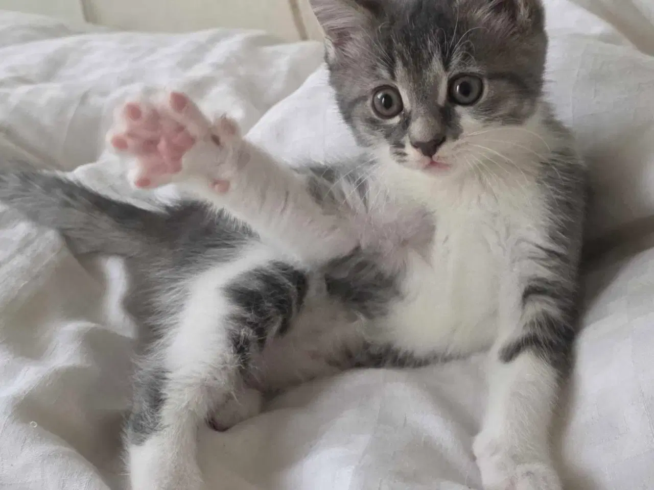 Billede 3 - Søde og kælne blandingskillinger