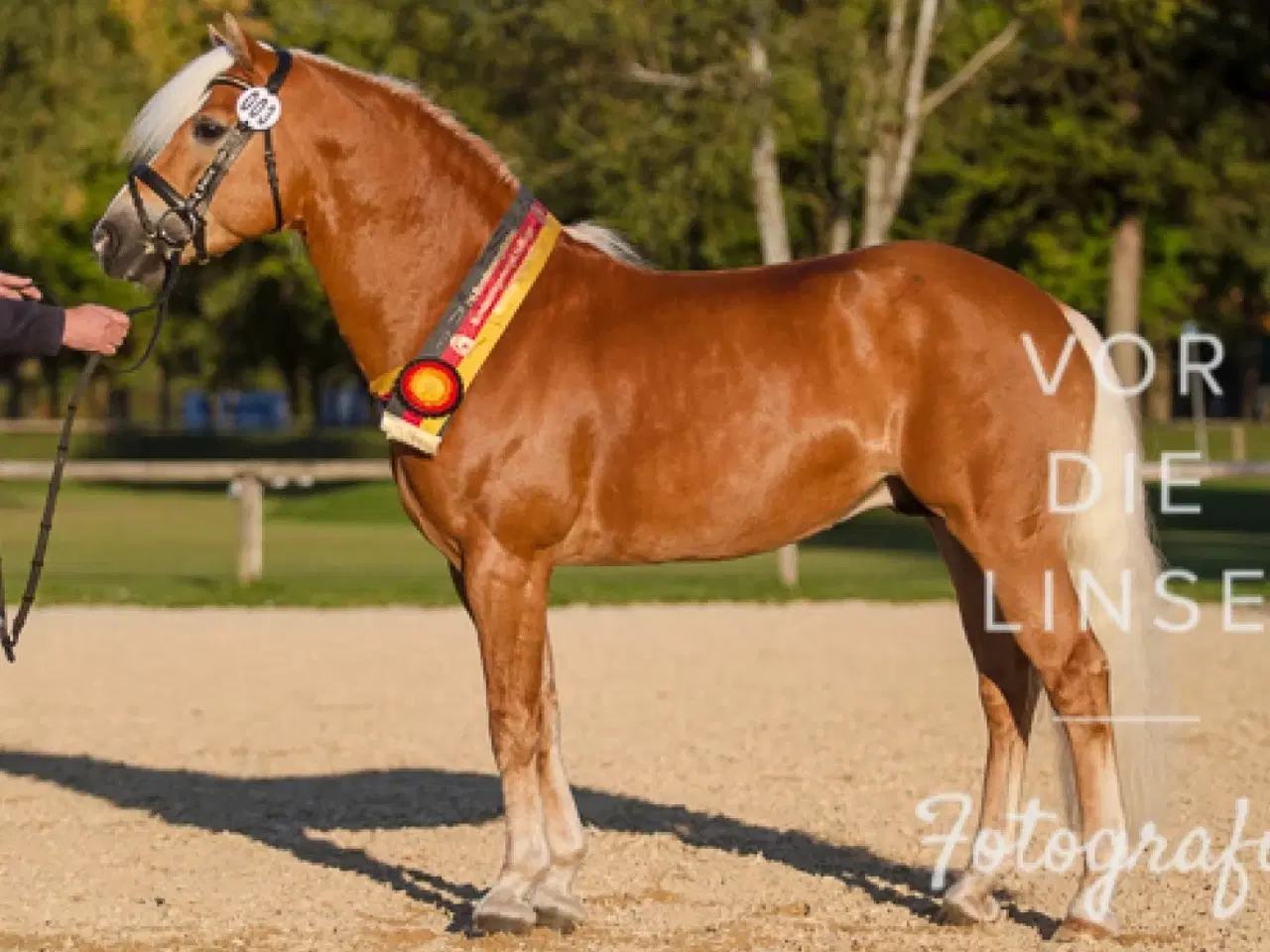 Billede 8 - Haflinger føl til salg