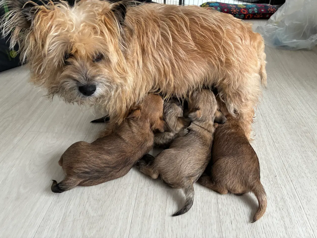 Billede 4 - Lækre cairn terrier hvalpe til salg