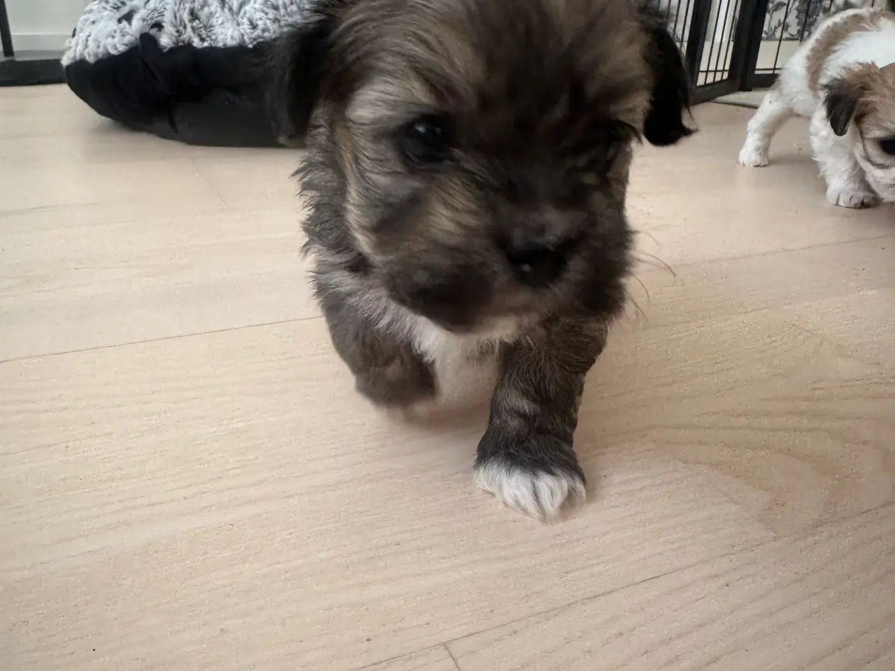 Billede 5 - Charlie - Lhasa apso