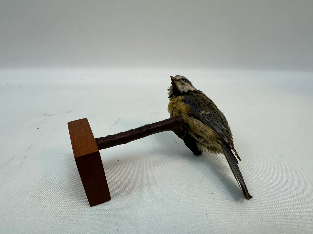 Billede 7 - Udstoppet Blåmejse