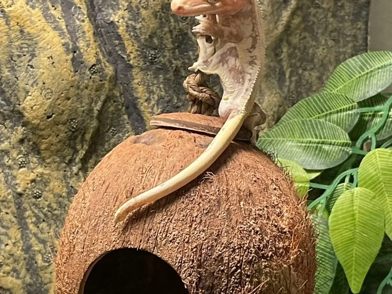Billede 1 - Krone gekko 