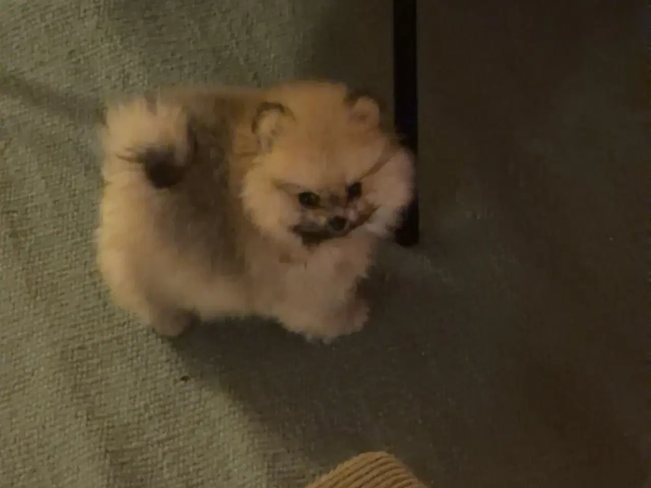 Billede 5 - Super sød dreng