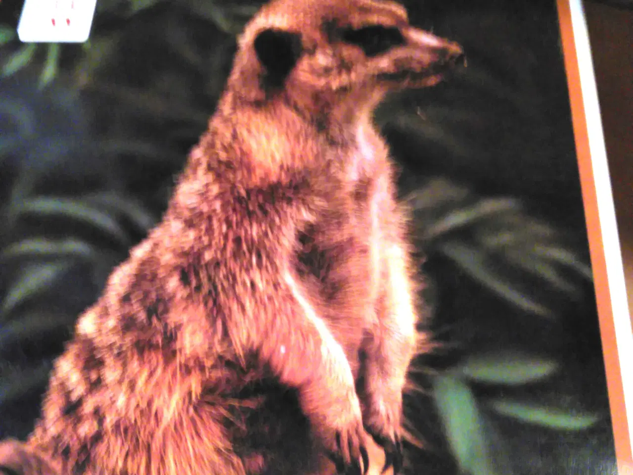 Billede 4 - Lademanns Dyreleksikon. 