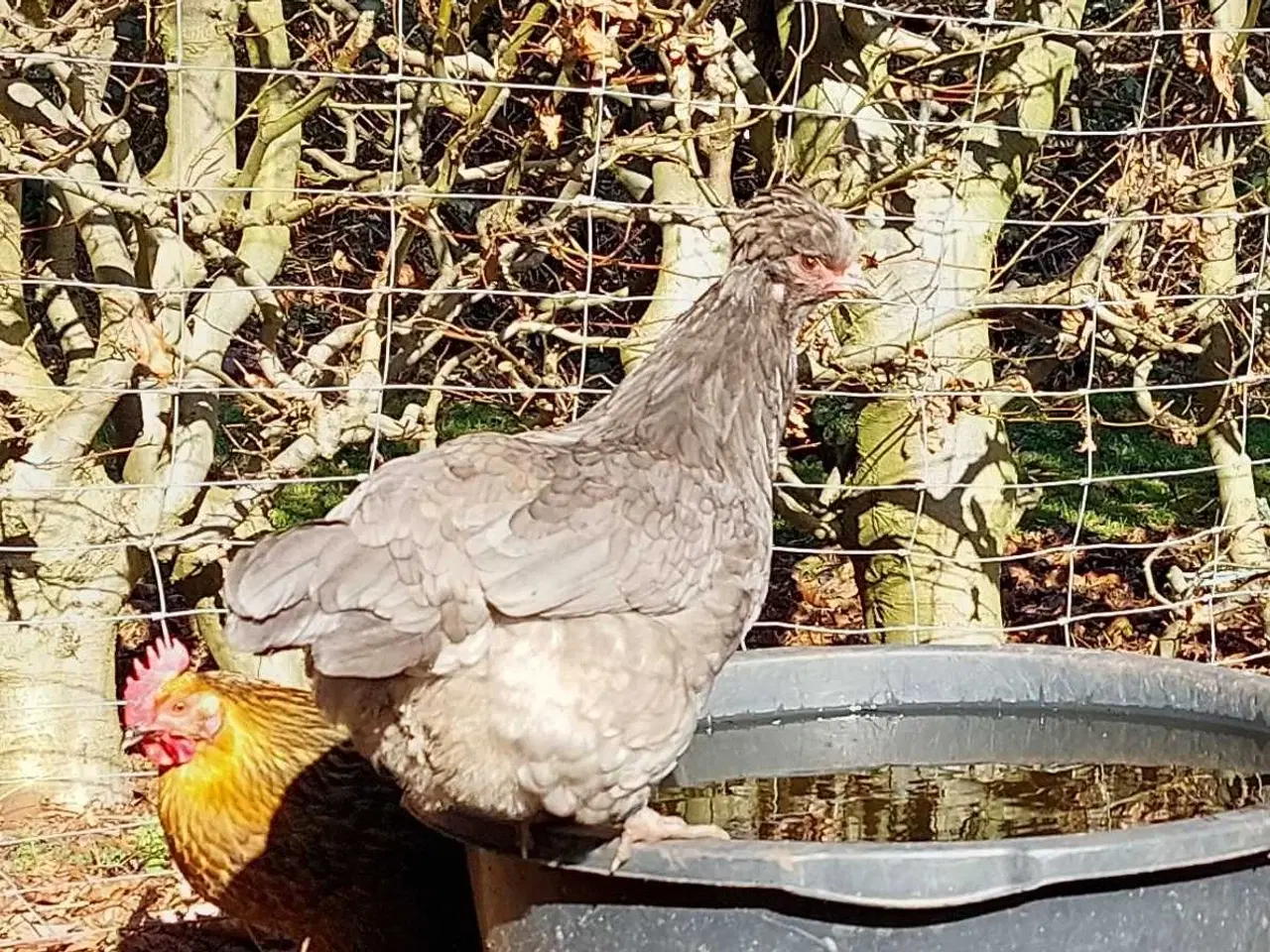 Billede 3 - Blå rugeæg fra blålæggerhøner