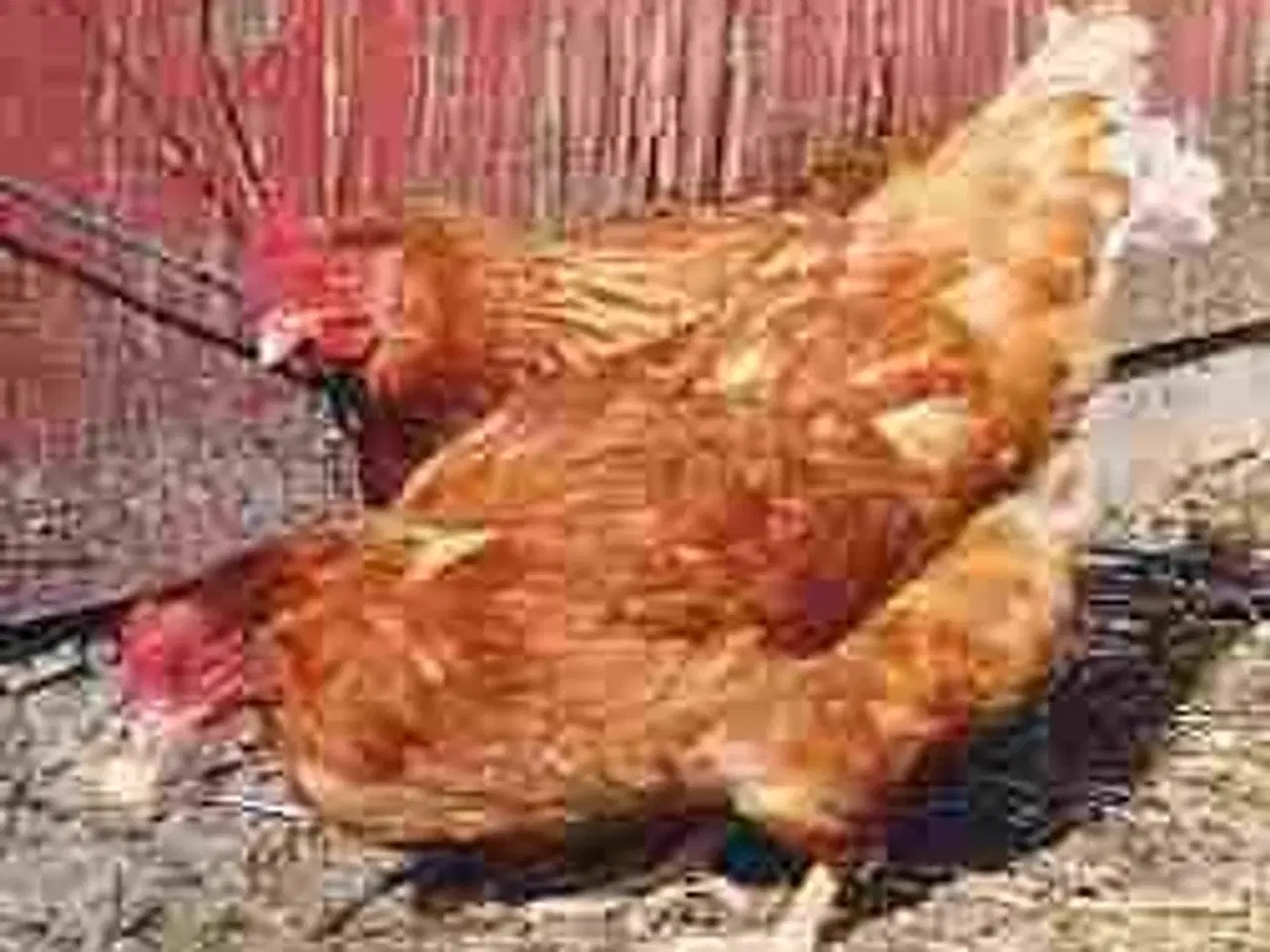 Billede 2 - Røde høns