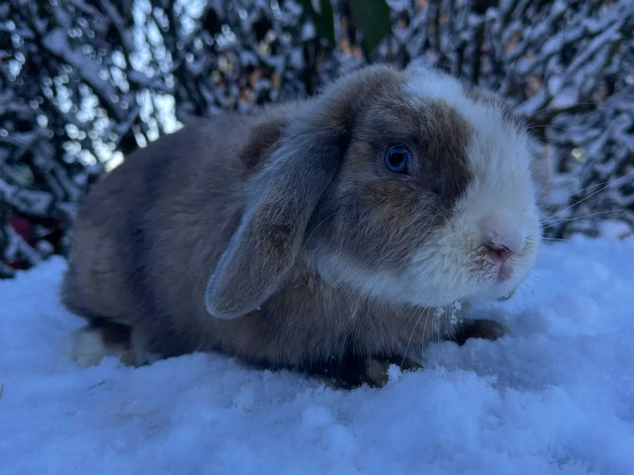 Billede 2 - mini Lop dreng 