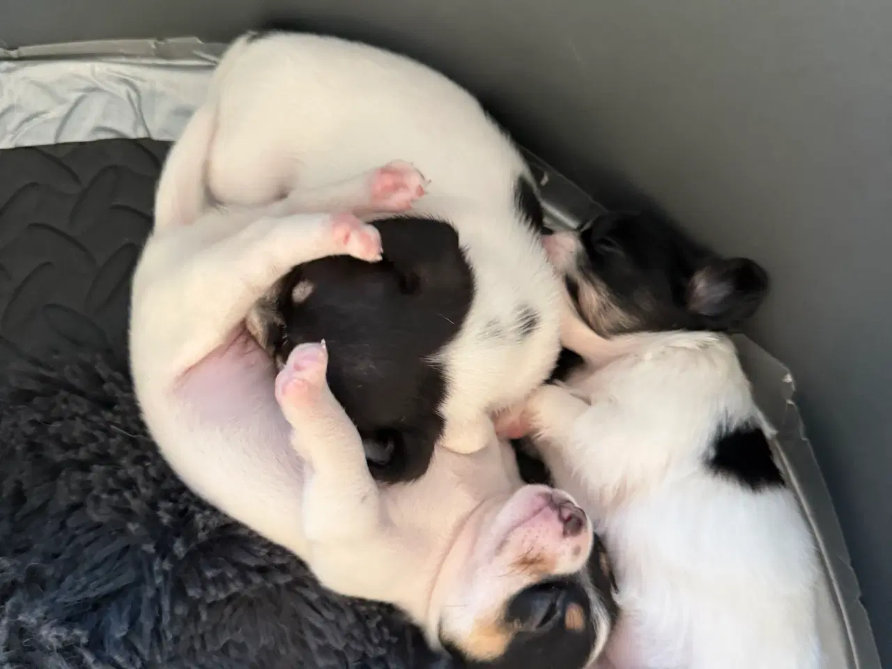 Billede 6 - Mini Pomaranin/papillon 