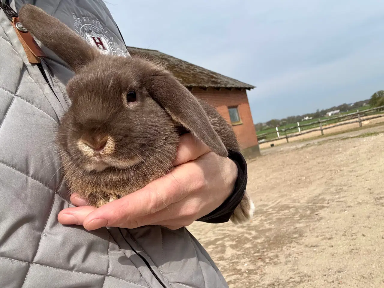 Billede 8 - Sød og tam kaninunge