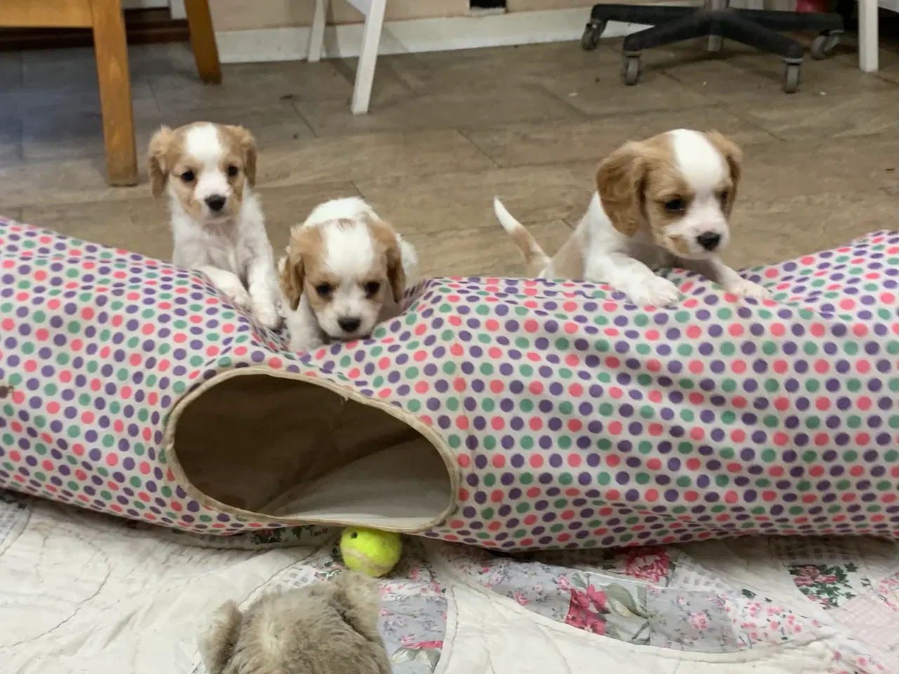 Billede 15 - De yndigste cavapoo babyer 