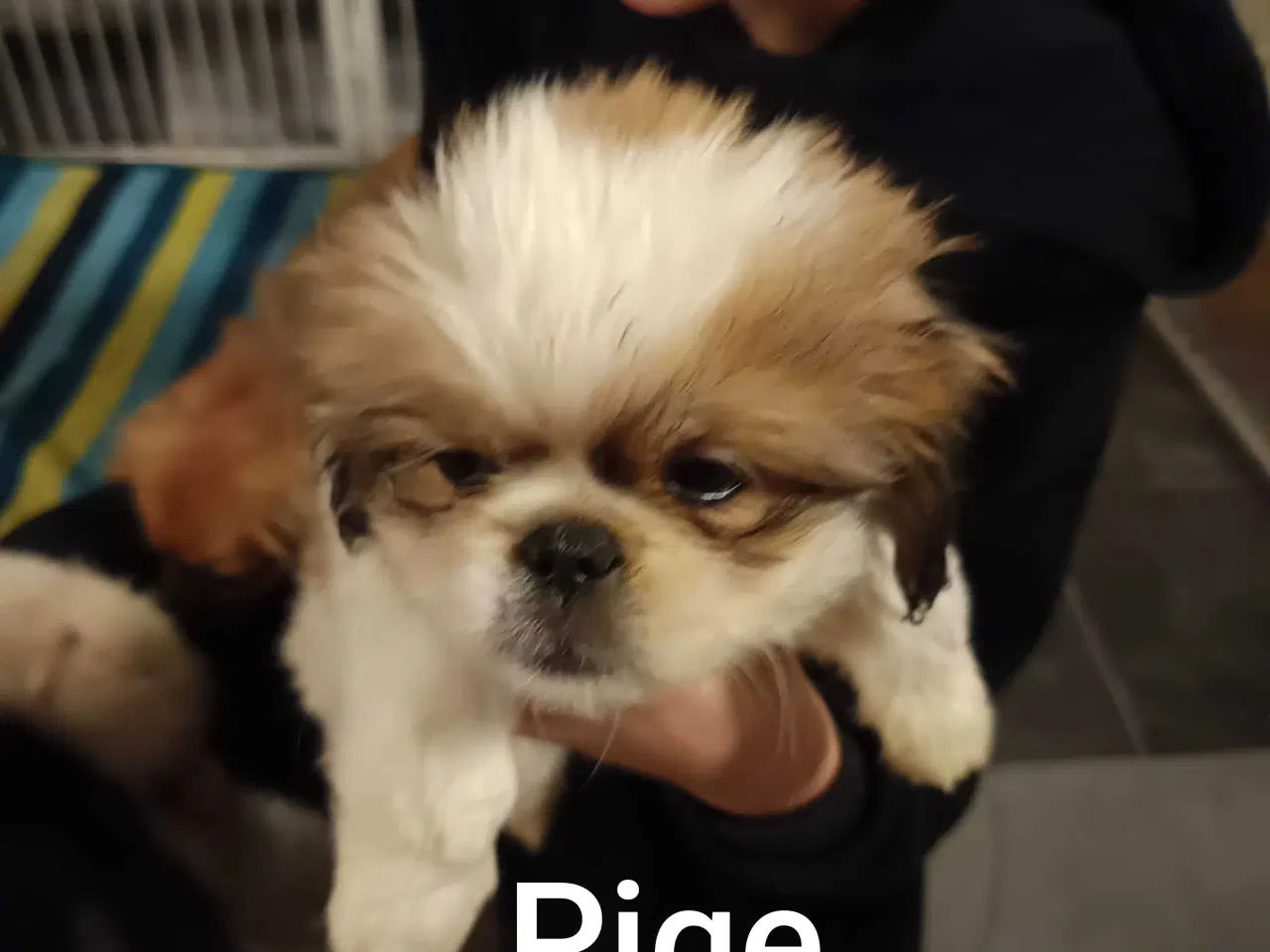 Billede 12 - Lækker hvapse 