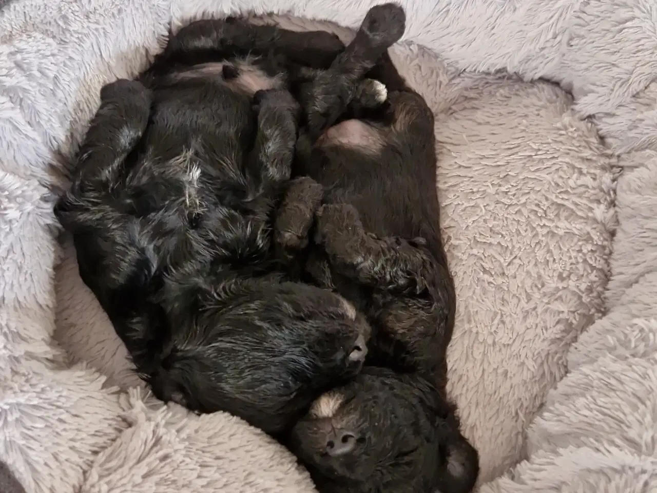 Billede 4 - Skønne Cavapoo-hvalpe – 4 piger og 2 drenge – k