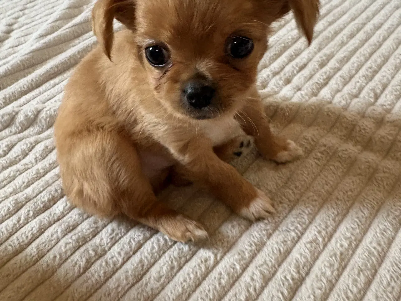 Billede 7 - hunde valpe