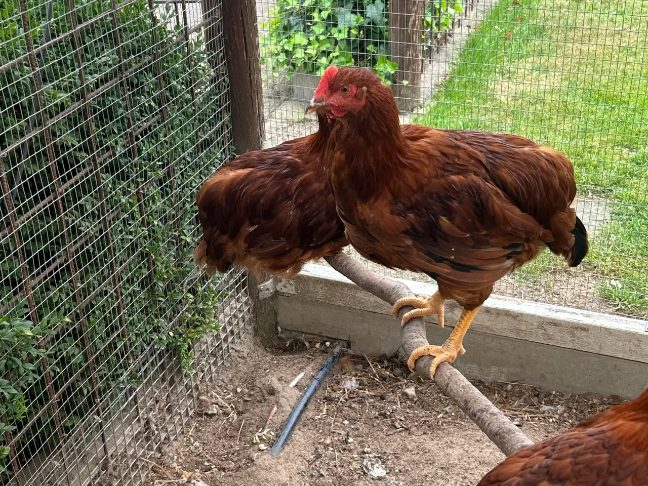 Billede 5 - Rhode Island Red