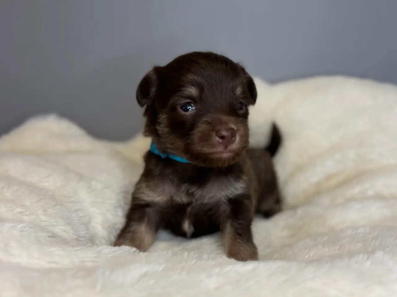 Billede 3 -  Brune Pomapoo Hvalpe
