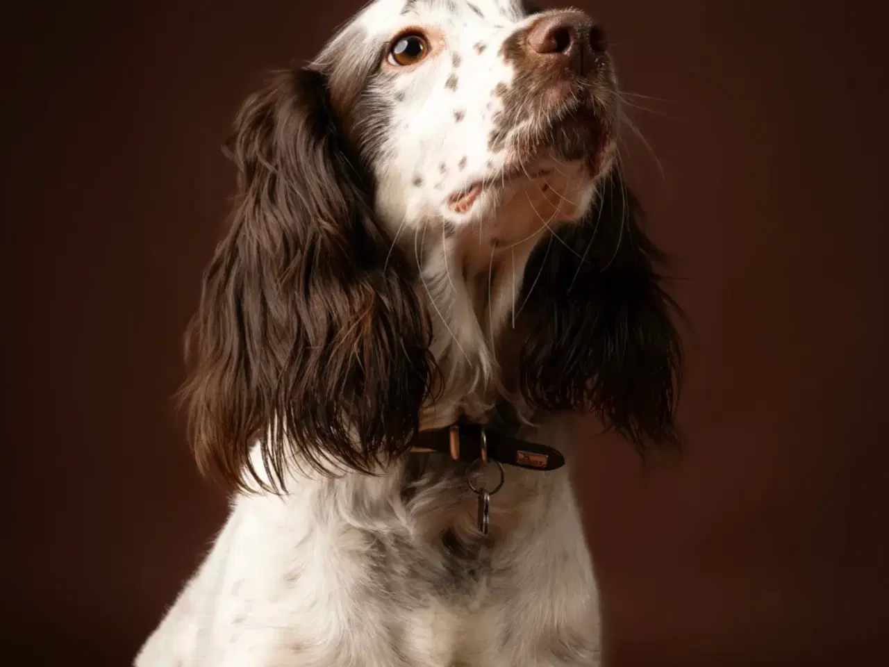 Billede 5 - Springer spaniel/kleiner hvalpe