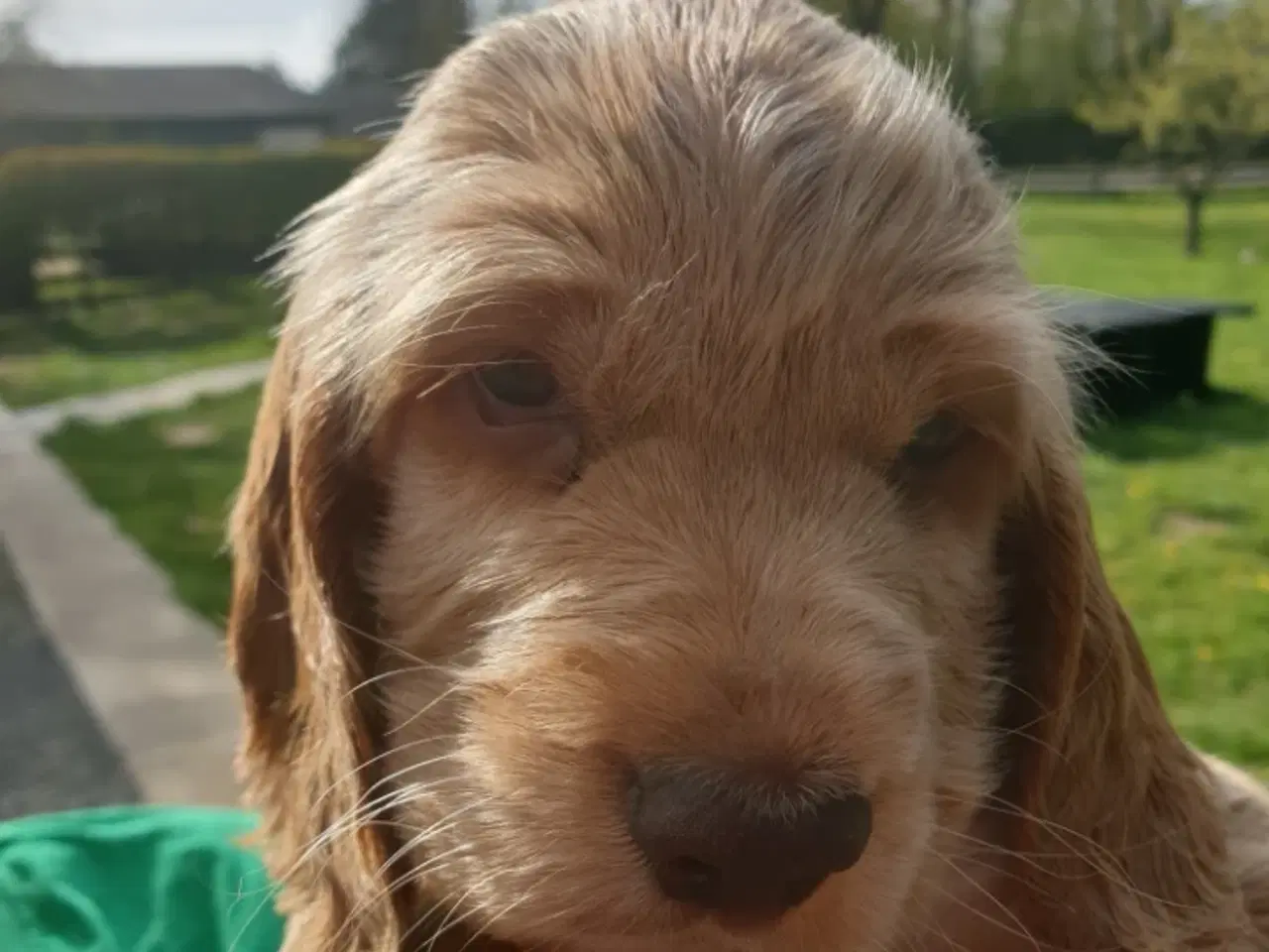 Billede 10 - engelsk cocker spaniel